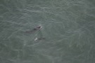 Missing Picture